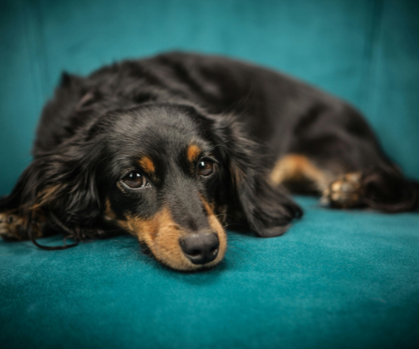 Premium pet products, gifts, toys, and accessories for cats, dogs, and furry companions.